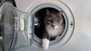 kat en wasmachine